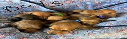 Dachshund dogs for sale: Dutch hound Puppys for sale - Advert 14