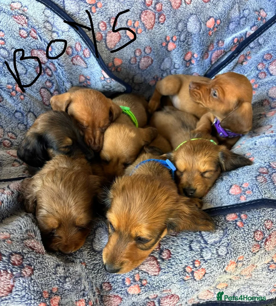 Dachshund dogs for sale: Dutch hound Puppys for sale - Advert 14