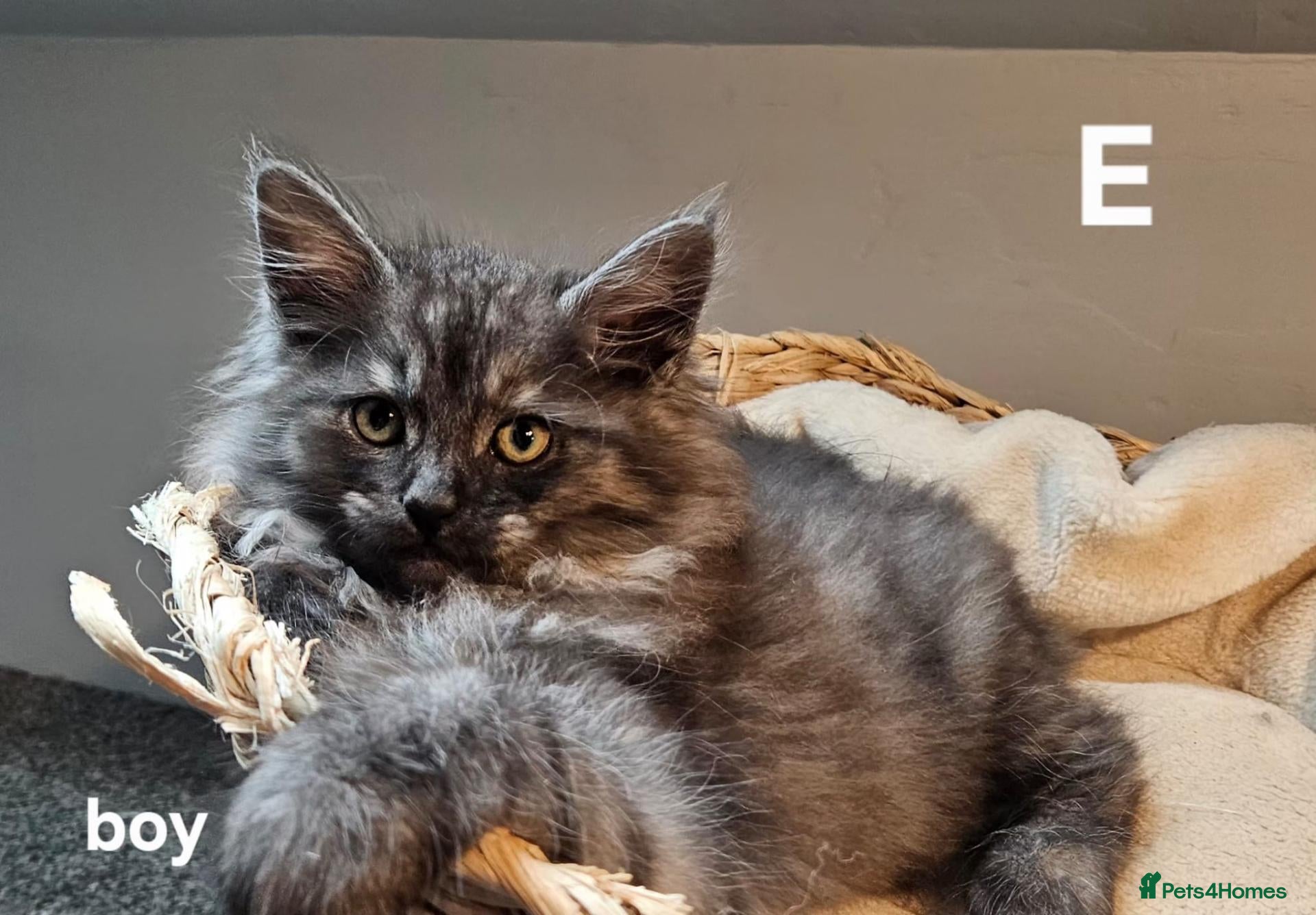 Maine Coon cats Large Maine Coon kittens regd European bloodline - Advert 5