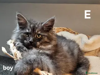 Maine Coon cats Large Maine Coon kittens regd European bloodline - Advert 5