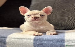 French Bulldog dogs for sale: Beautiful French Bulldog Puppies Available  - Image 6