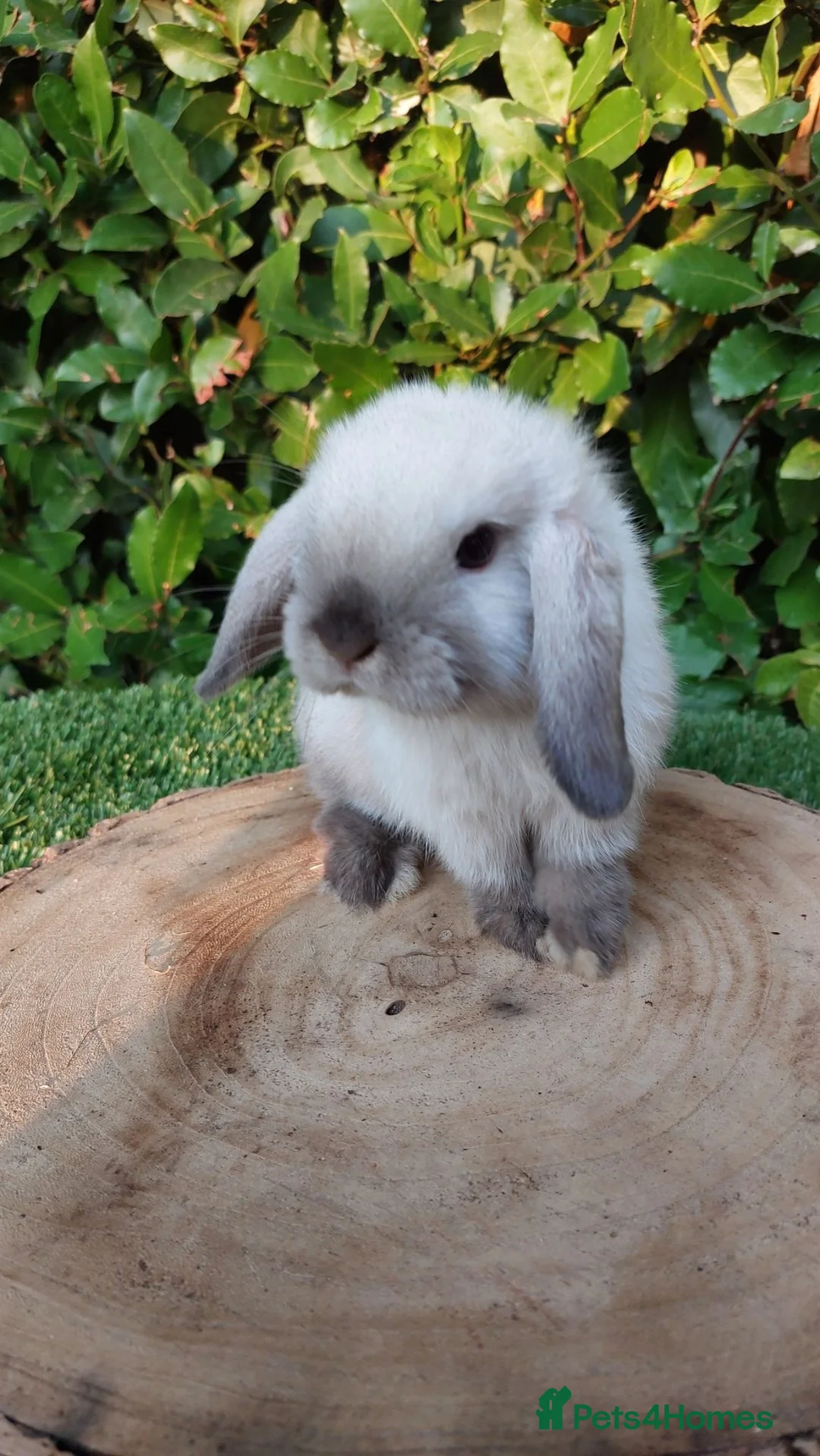 Mini Lop rabbits for sale: Mini lop female baby rabbit - Advert 1