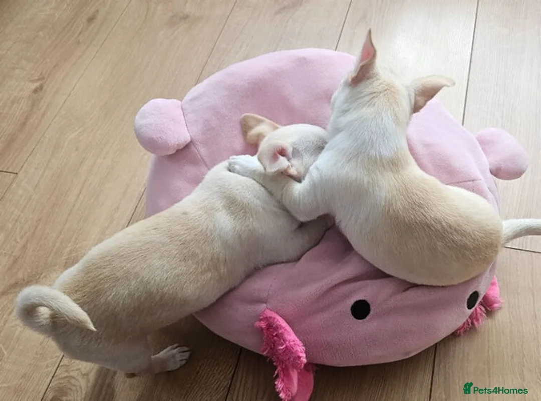 Chihuahua dogs for sale: Chihuahua puppies in Leeds - Advert 2