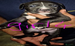 Mixed Breed dogs for sale: 10 beautiful cane corso cross bullmastiff puppies - Image 4
