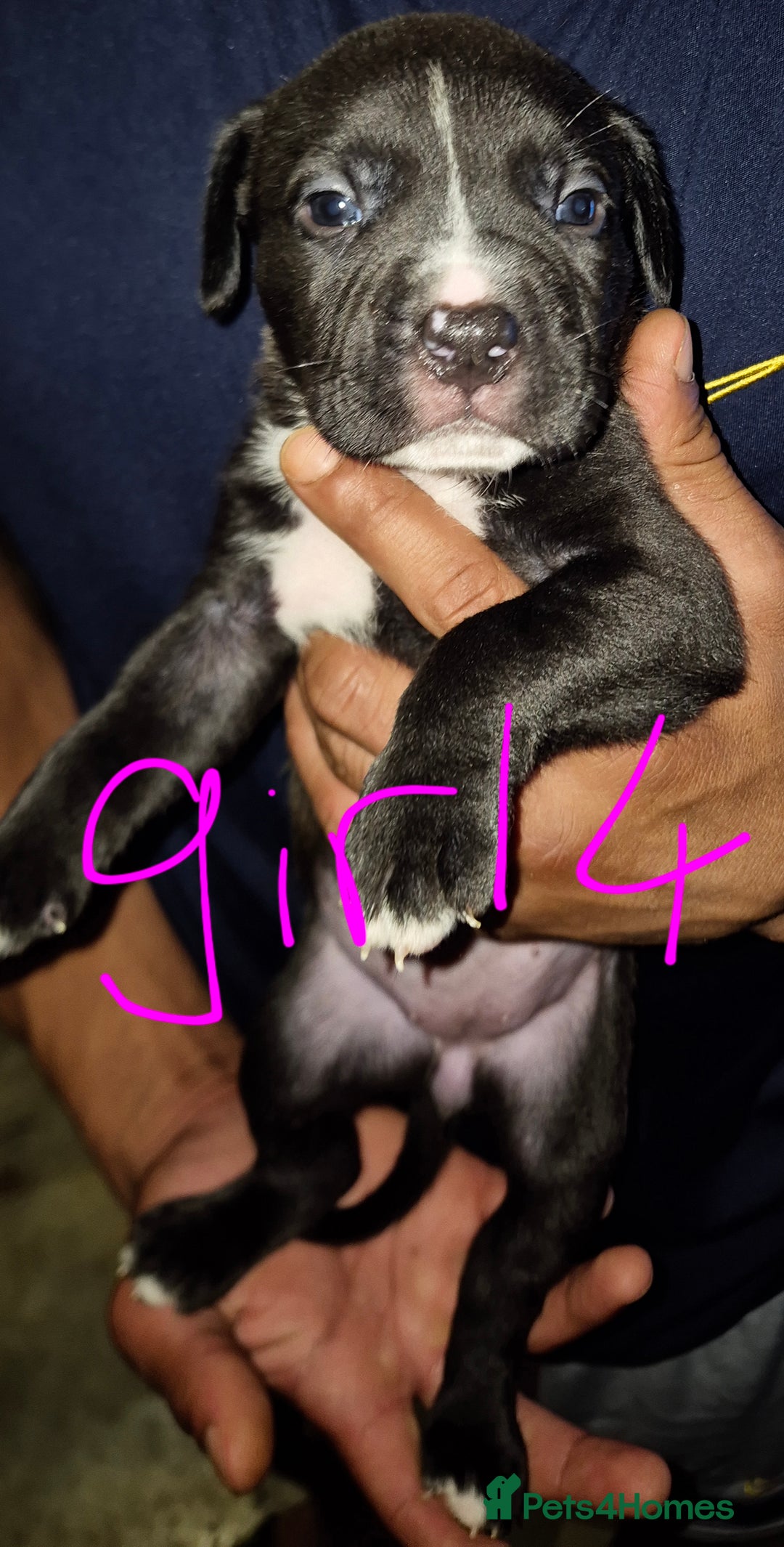 Mixed Breed dogs for sale: 10 beautiful cane corso cross bullmastiff puppies - Image 4
