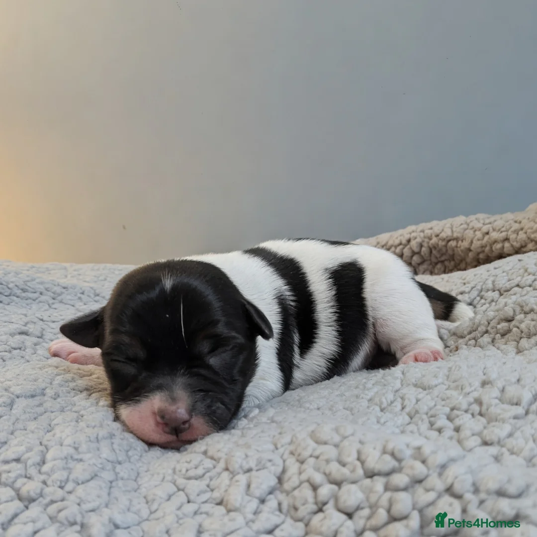 Jack Russell dogs for sale: Gorgeous jack Russells  - Advert 6