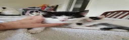 Mixed Breed cats for sale: Adorable kittens for sale  - Advert 7