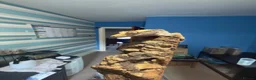 Gecko reptiles for sale: CRESTED GECKOS £80 each  - Advert 17