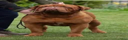 Dogue De Bordeaux dogs for sale: 🌟 UK Champion Parents - Puppies Due 🌟 - Advert 14