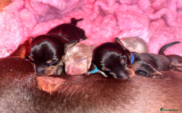 Miniature Dachshund dogs - Advert 8