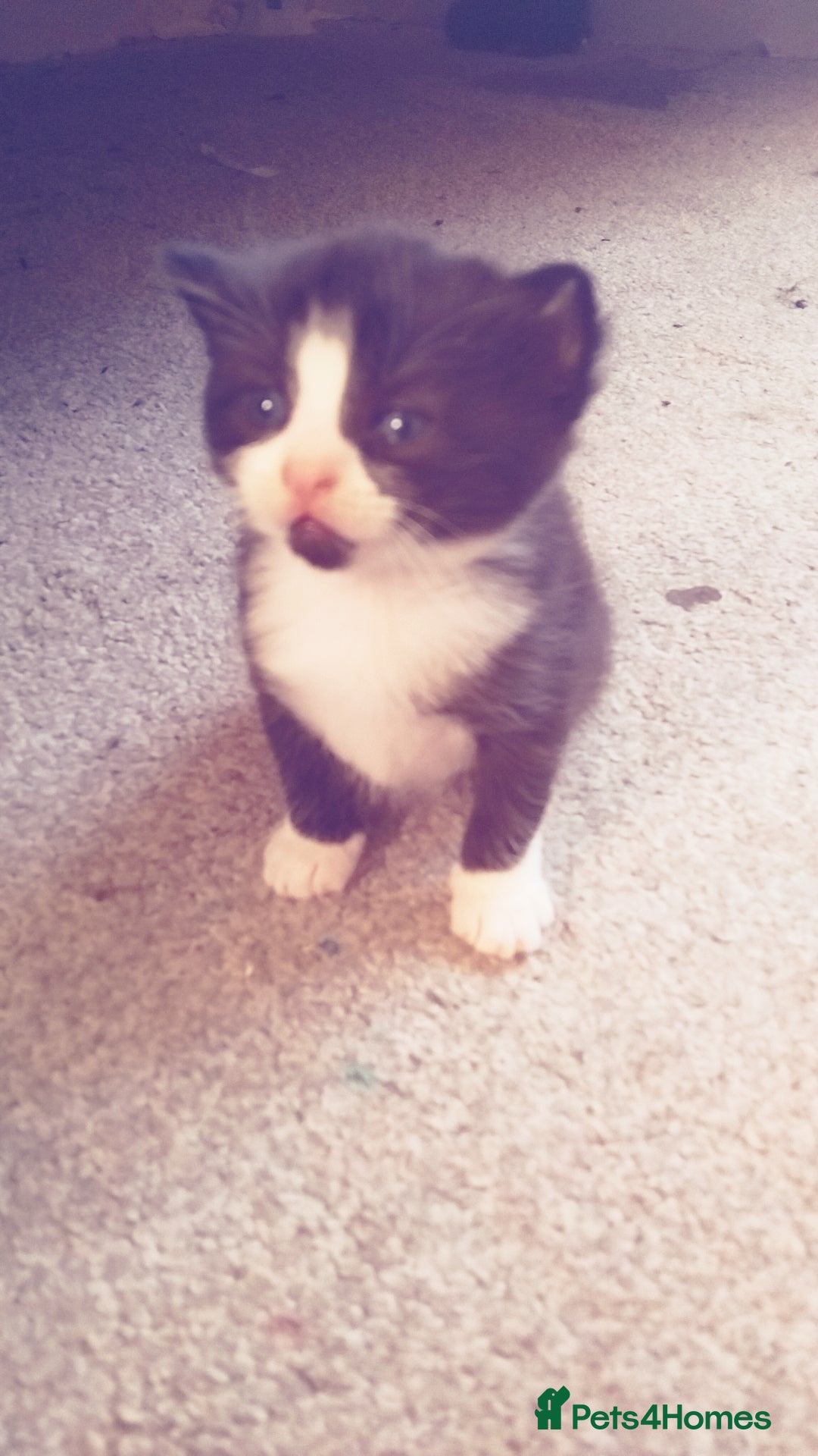 British Shorthair cats for sale: Female kitten  - Image 8