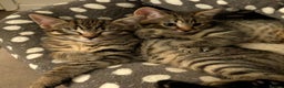 Bengal cats for sale: Bengal x American Maine Coon - Ready To Go!  - Advert 8