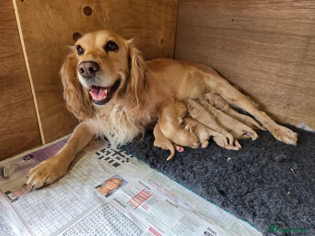 Cocker Spaniel dogs for sale: Working Cocker Spaniel pups for sale ready 19/8/25 - Image 5