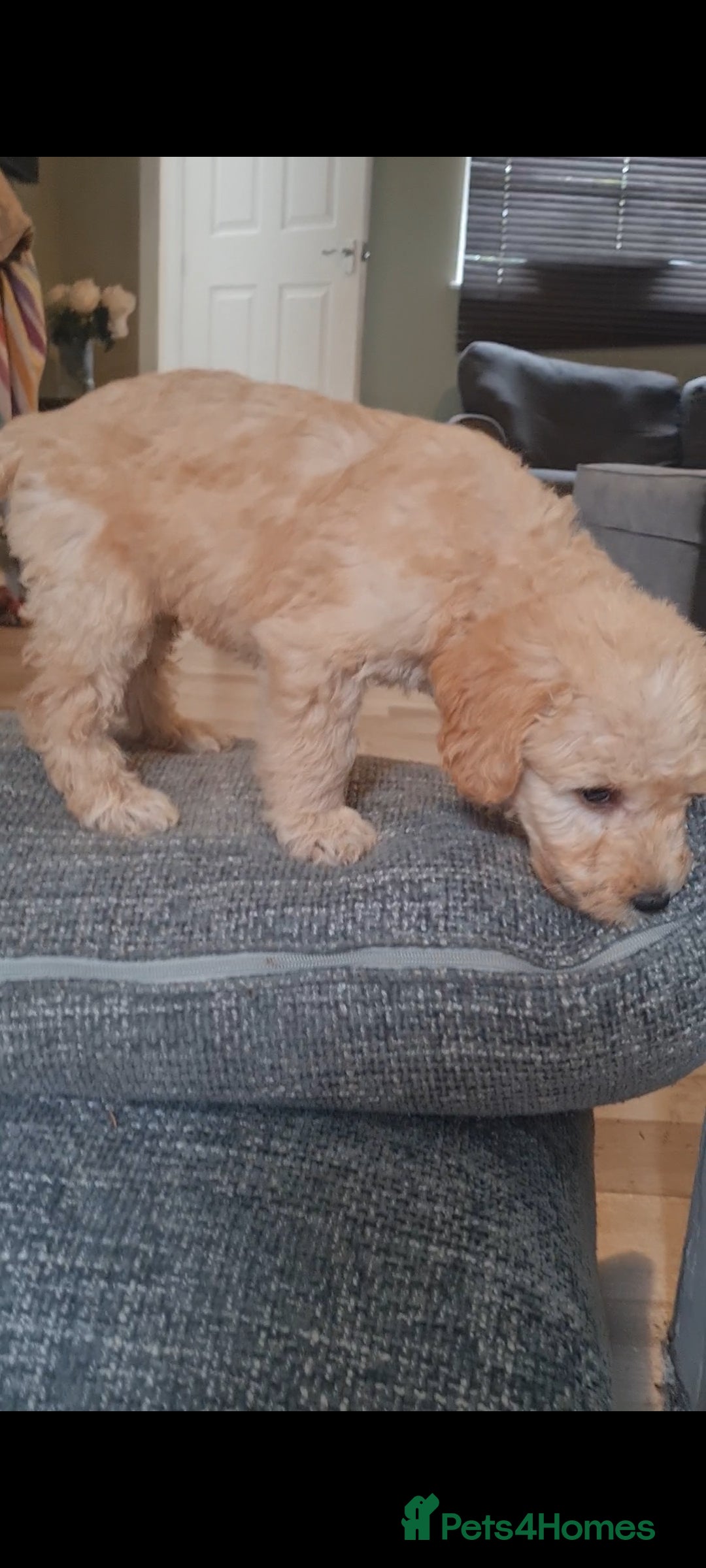 Mixed Breed dogs for sale: Ready now! Labradoodle pups - Image 8