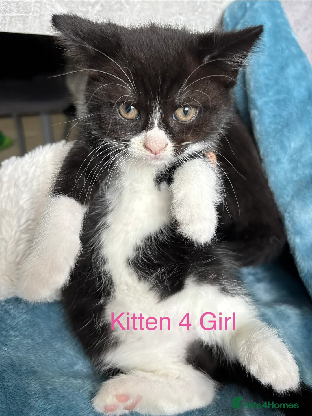 British Shorthair cats for sale: Mixed British short hair kittens  in Wigan - Advert 2