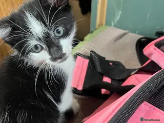 Domestic Shorthair cats 4 Cute Kittens - Advert 2