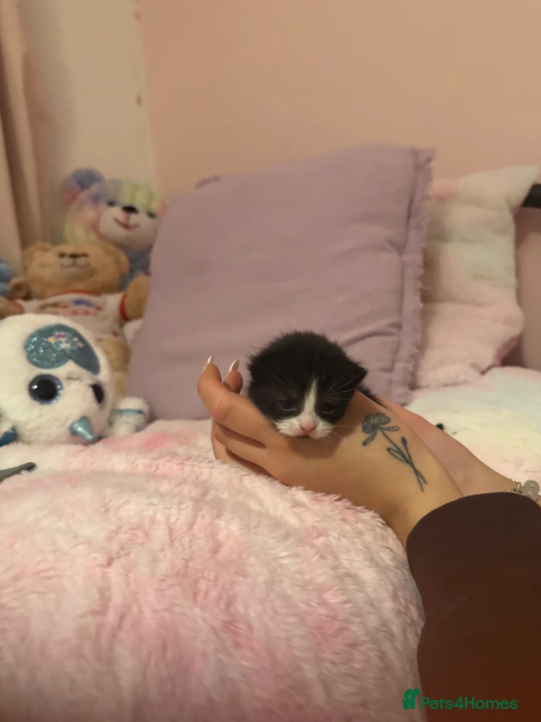 Mixed Breed cats for sale: 5 kittens ready to have a new sofa secured✨ - Advert 2