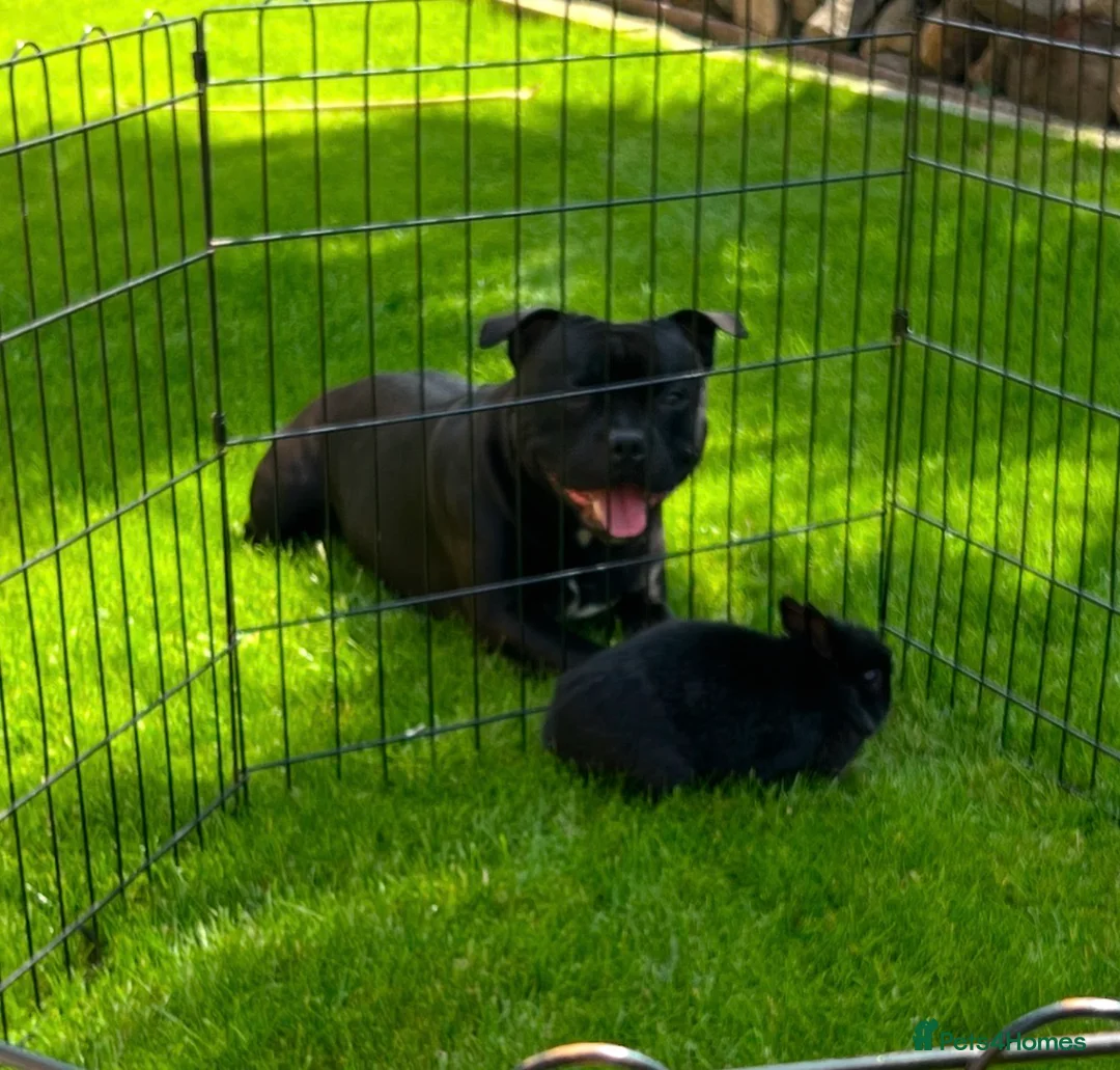 Staffordshire Bull Terrier dogs for sale: Blue & Black Staffordshire bull terrier pups - Advert 16