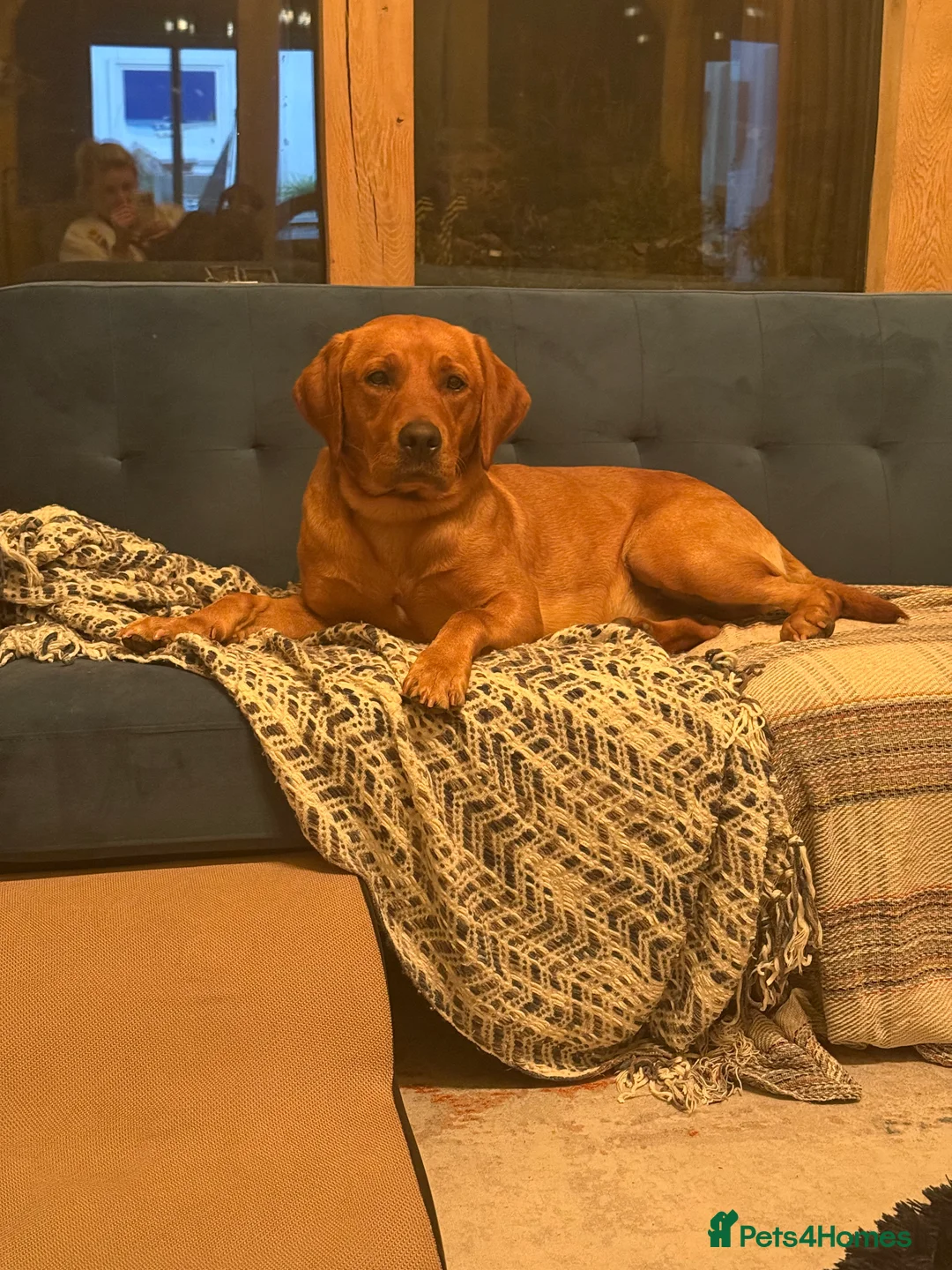 Labrador Retriever dogs for sale: Ex working Fox Red Labrador - Stanley - Advert 4