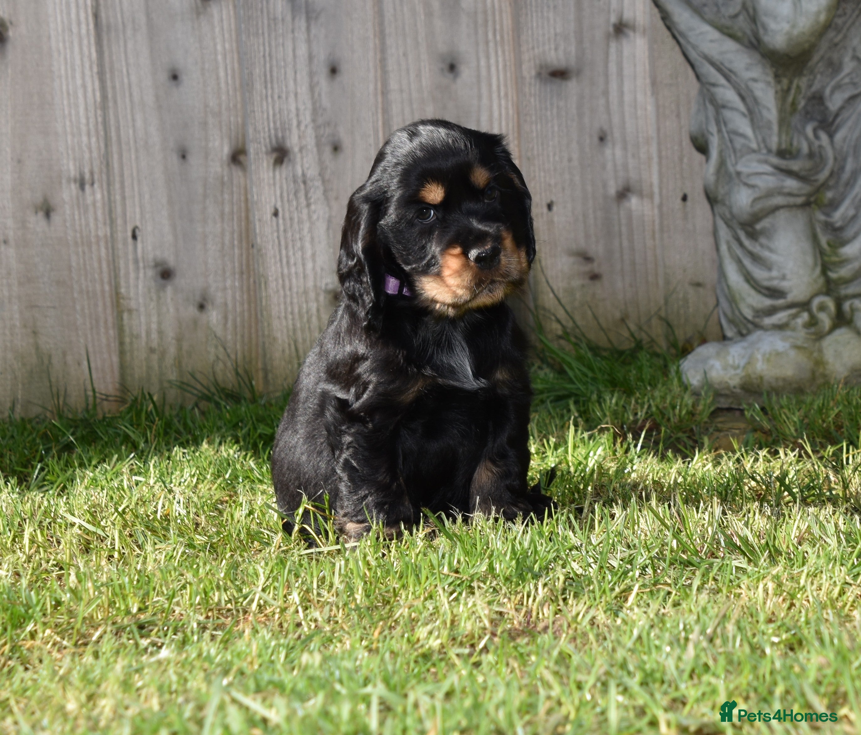 Cocker Spaniel dogs Last Boy Ready Now Show Type Kc Reg  - Advert 5