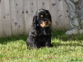 Cocker Spaniel dogs Last Boy Ready Now Show Type Kc Reg - Advert 5