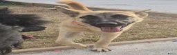 Mixed Breed dogs for adoption: Meet Peanut, currently residing in Torquay in Torquay - Advert 8