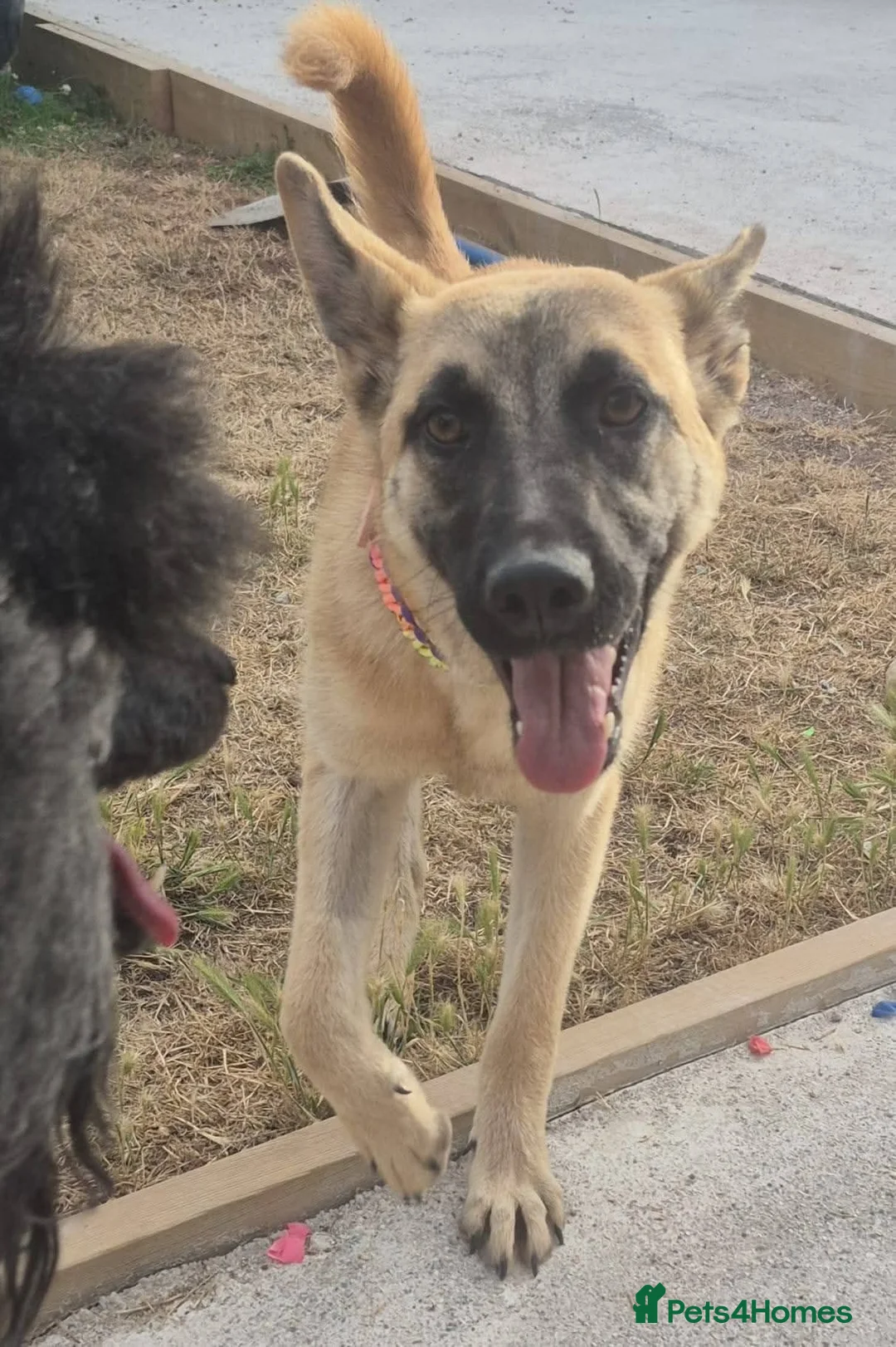 Mixed Breed dogs for adoption: Meet Peanut, currently residing in Torquay in Torquay - Advert 8