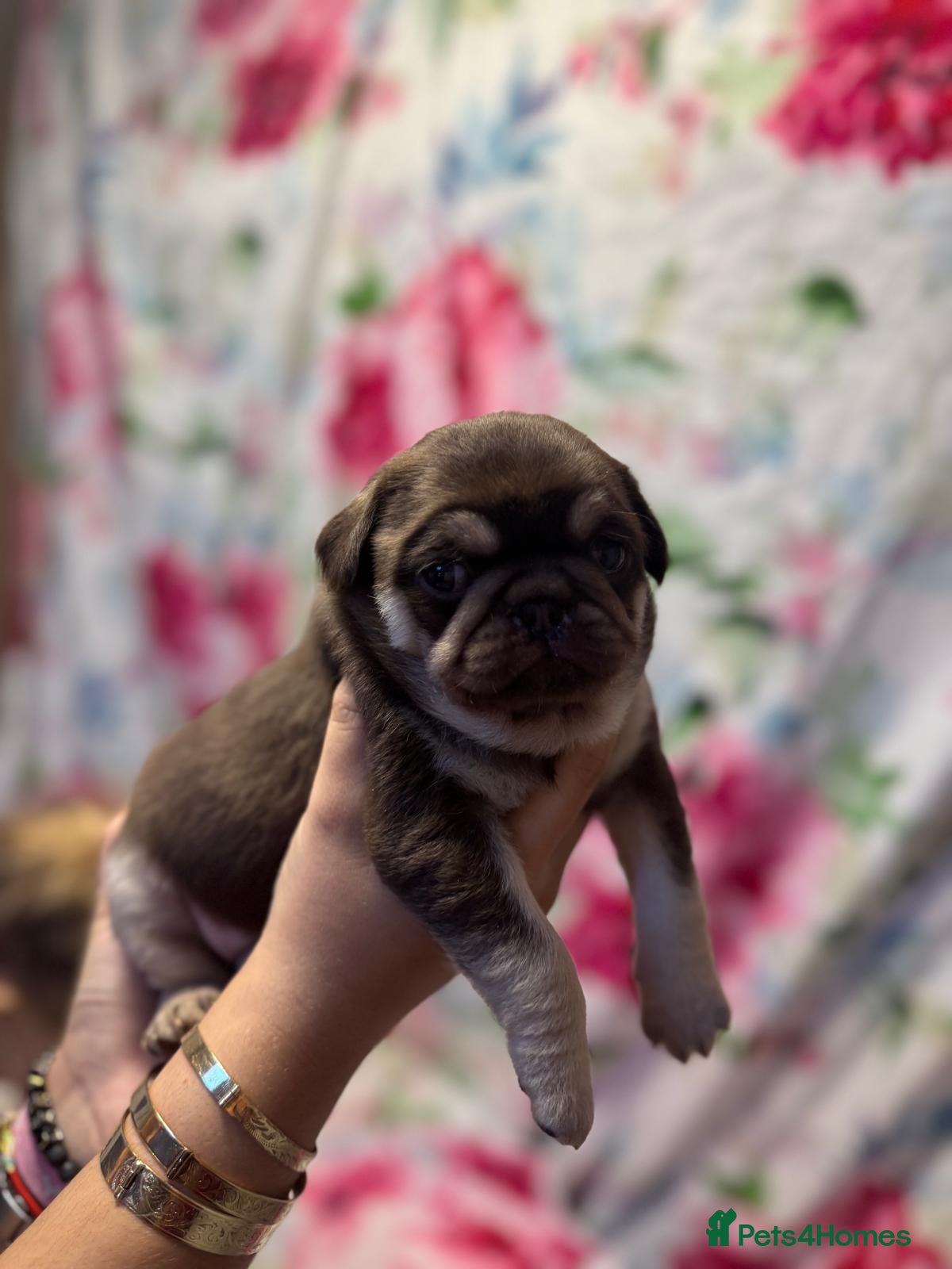 Pug dogs Pug puppies  - Advert 2