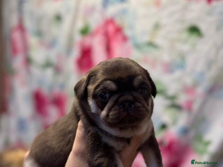 Pug dogs Pug puppies - Advert 2