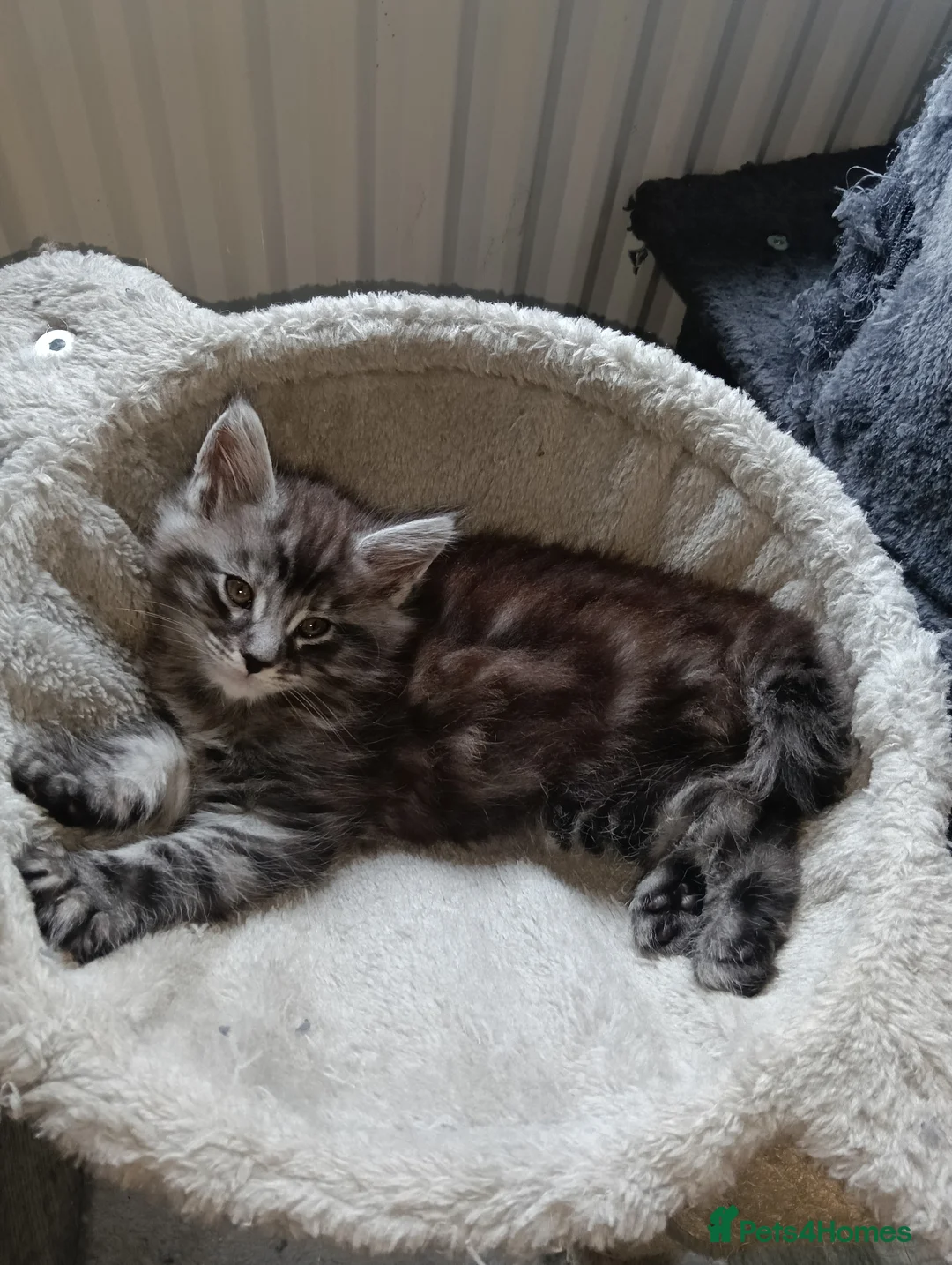 Maine Coon cats for sale: Maine coon kittens  - Advert 5