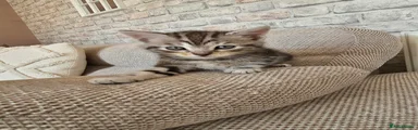 Grey tabby Girl