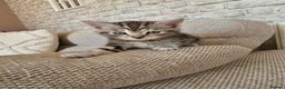 Mixed Breed cats for sale: 6 stunning breed kittens - Advert 8