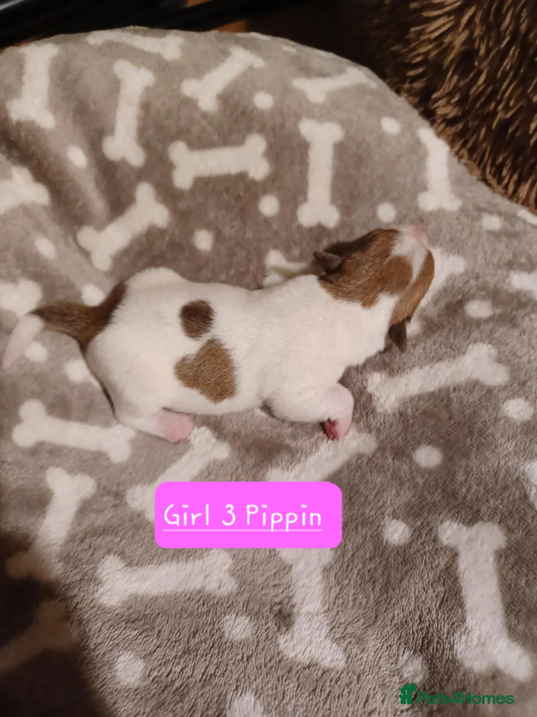 Jack Russell dogs for sale:  Minature Jack Russell Terrier Puppies. - Advert 19