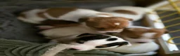 Jack Russell dogs for sale: Mini jack russel pups ready 13 june deposit secure - Advert 3