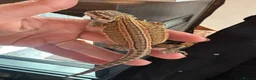 Bearded Dragon reptiles for sale: Bearded dragon  - Advert 3