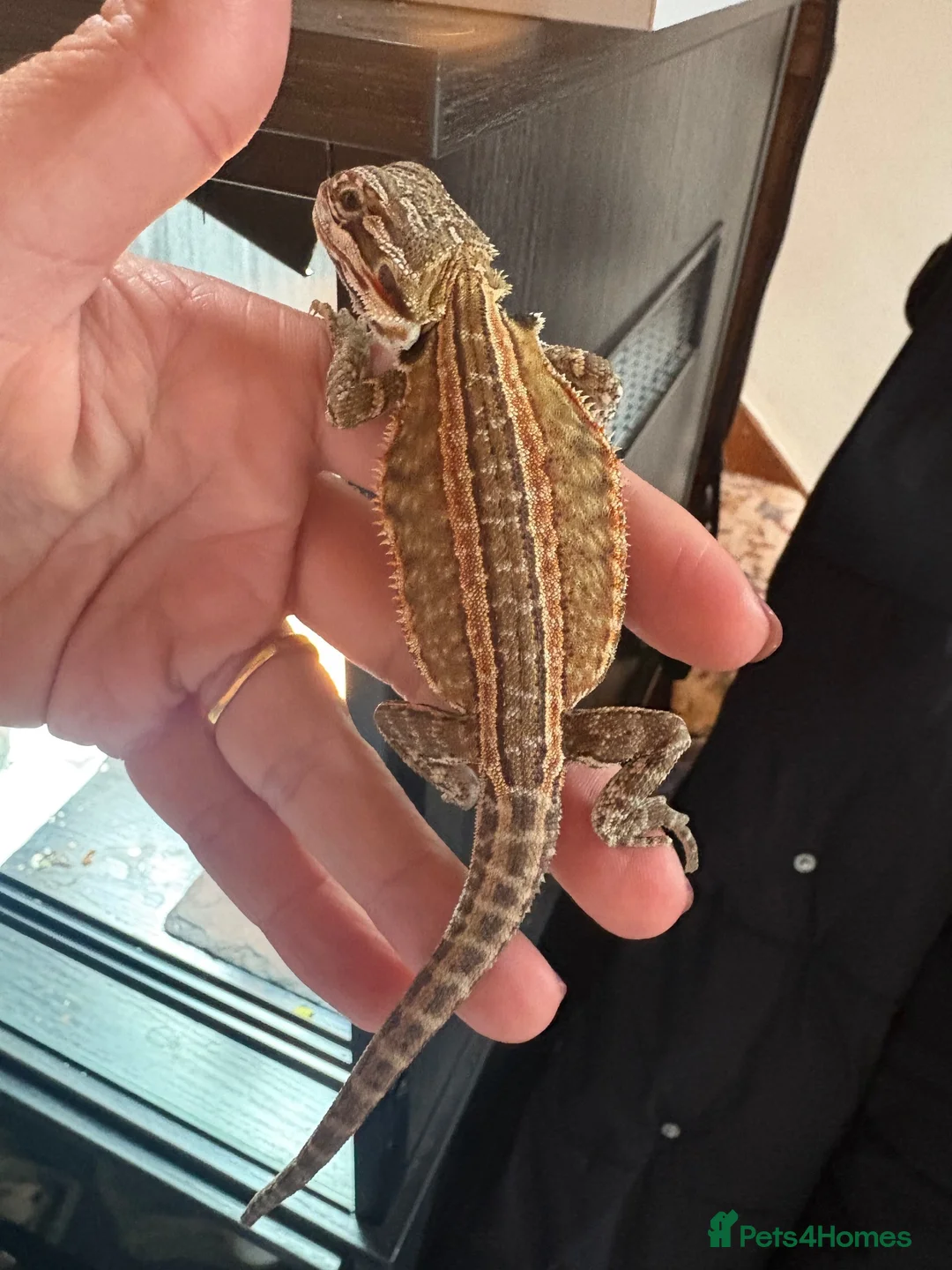Bearded Dragon reptiles for sale: Bearded dragon  - Advert 3