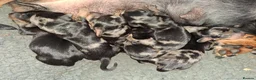 Miniature Dachshund dogs for sale: Stunning Dachshund pups *Ready now* - Advert 2