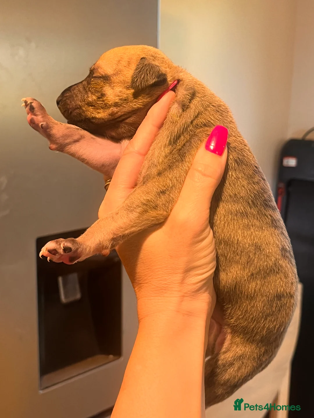 Whippet dogs for sale: READY NOW. Champion KC whippet pup LAST GIRL 💕  - Advert 19