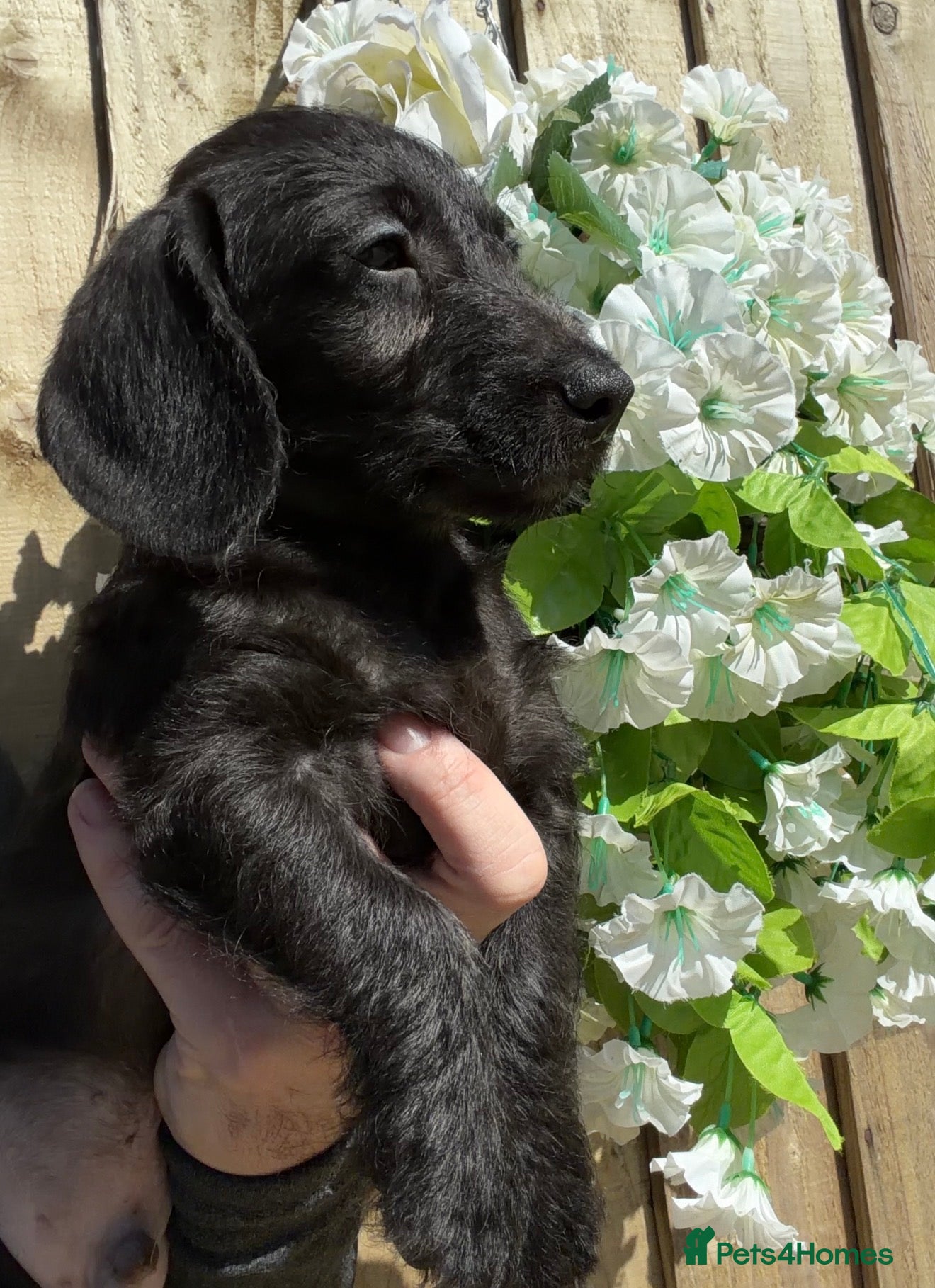 Doxiepoo dogs 🧡💛Adorable Daxipoo Puppies 💜🩷 - Advert 18