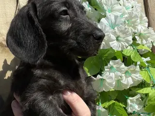 Doxiepoo dogs 🧡💛Adorable Daxipoo Puppies 💜🩷 - Advert 18
