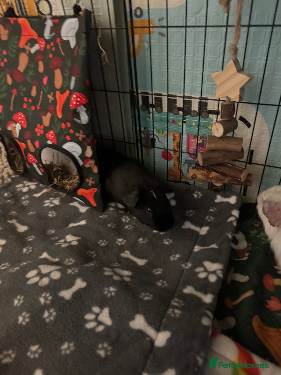 Guinea Pig rodents for sale: 3 male Guniea pigs and set up - Advert 8