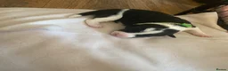 Mixed Breed dogs for sale: Beautiful Border Jack Puppies for Sale 🐶 - Advert 9