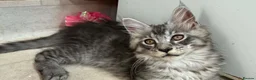 Maine Coon cats for sale: Maine coon kittens 🐱  in London - Advert 7