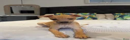 Italian Greyhound dogs for sale: Kc Italian greyhound 4 boys - Advert 8