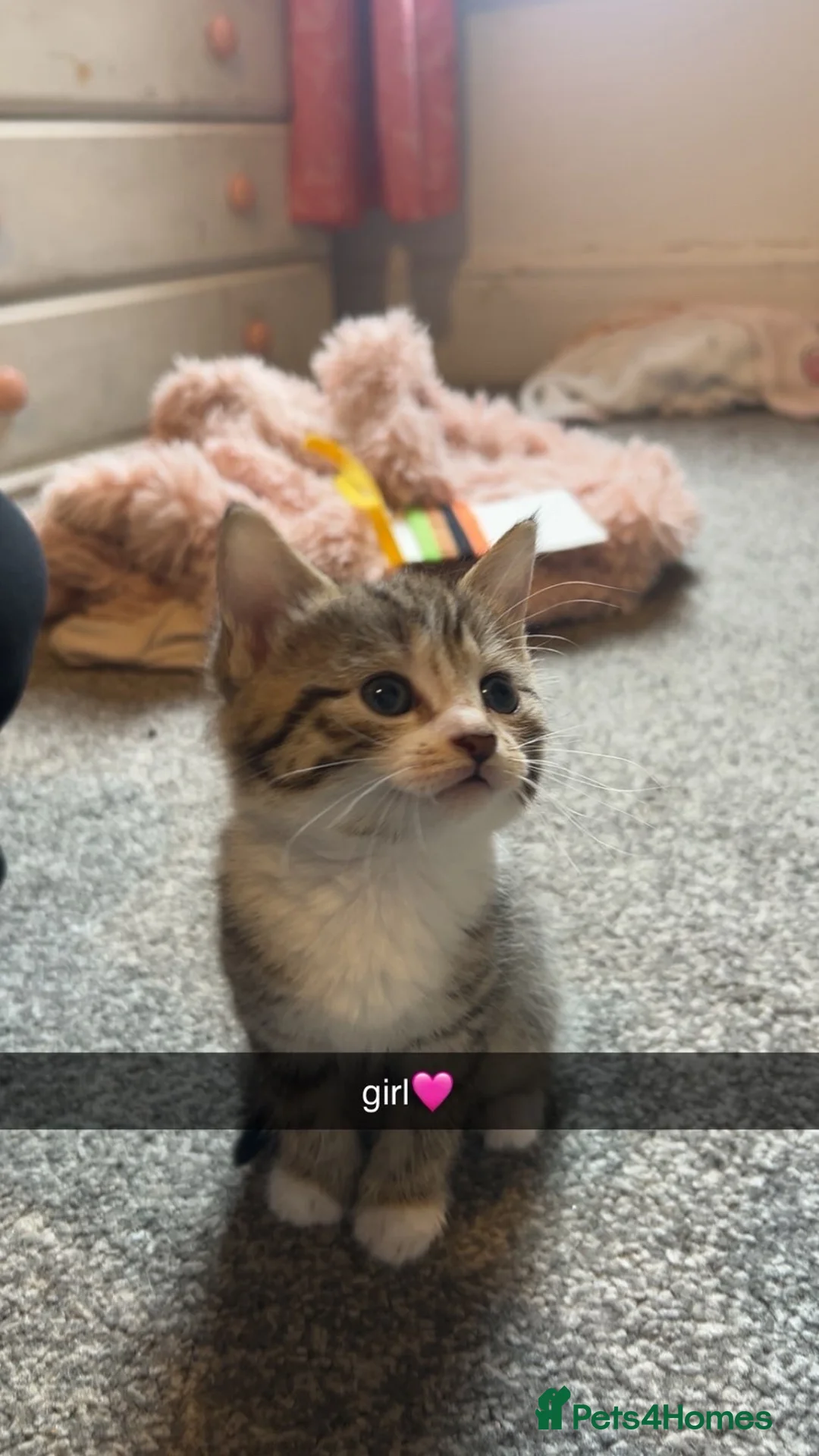 Mixed Breed cats for sale: 4 x Bengal Cross Kittens  - Advert 2