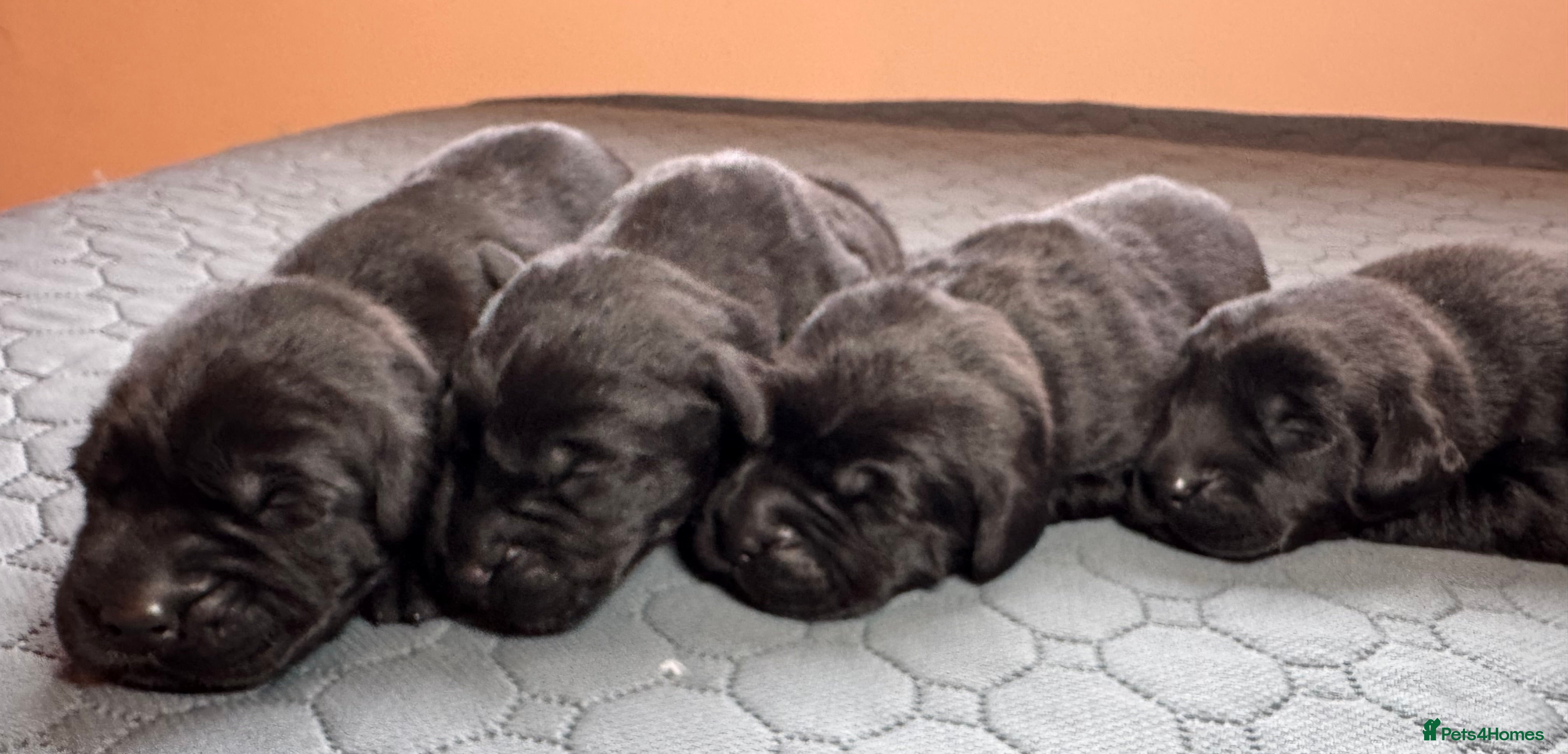 Labrador Retriever dogs Beautiful Working Black Labradors 🐾🐾 - Advert 1