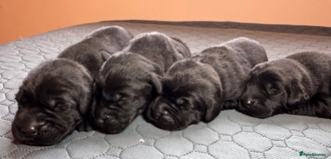 Labrador Retriever dogs for sale: Beautiful Working Black Labradors 🐾🐾 - Advert 1