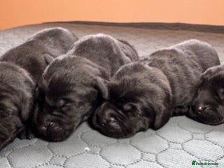 Labrador Retriever dogs Beautiful Working Black Labradors 🐾🐾 - Advert 3