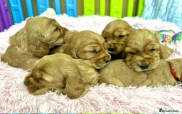 Cocker Spaniel dogs for sale: Top Quality KC Show Cockers FN PRCD-PRA CLEAR - Image 2