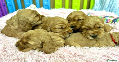 Cocker Spaniel dogs - Advert 4